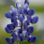 bluebonnet, flower, flower background, beautiful flowers, texas, blooming, blue, spring, nature, floral, wildflowers, plant, flower wallpaper, native, flora